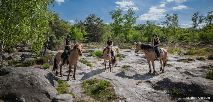 Week-end équestre de charme et découverte du cheval Henson en forêt de Fontainebleau - Caval&go