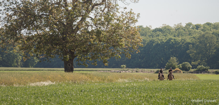 Week-end équestre de charme et découverte du cheval Henson en forêt de Fontainebleau - Caval&go