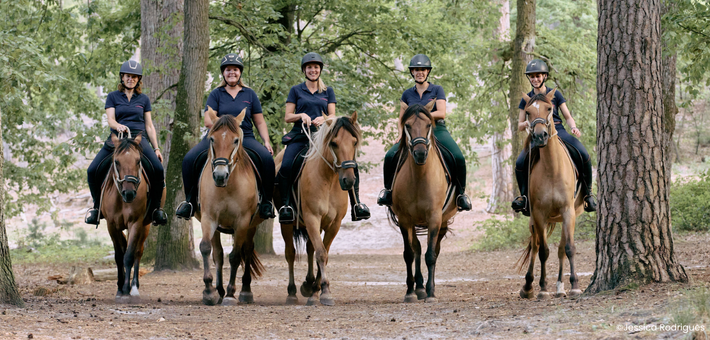 Week-end équestre de charme et découverte du cheval Henson en forêt de Fontainebleau - Caval&go