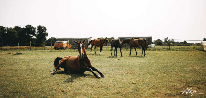 Week-end à cheval en forêt de Fontainebleau - Caval&go