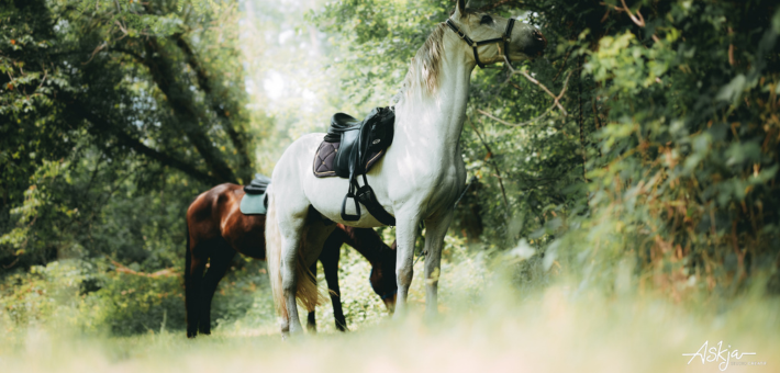 Week-end à cheval en forêt de Fontainebleau - Caval&go
