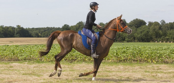 Week-end de charme et endurance équestre en forêt de Chantilly - Caval&go