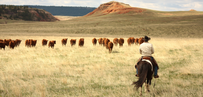 Ranch de travail et équitation western au Wyoming