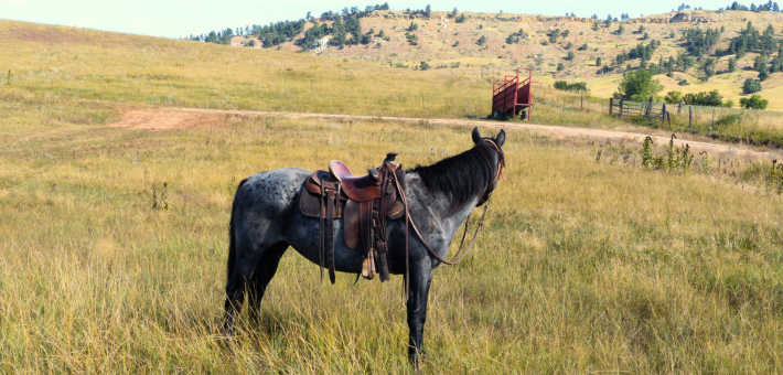 Ranch de travail et équitation western au Wyoming