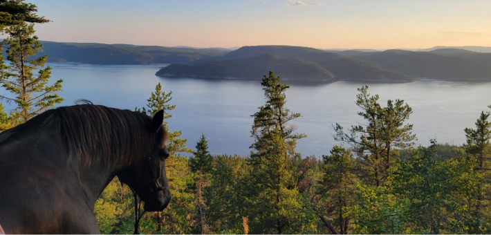 Séjour équestre au Québec, au pays des chevaux et des baleines - Caval&go