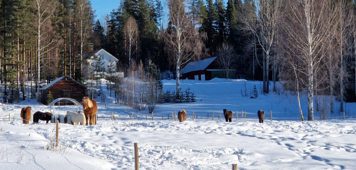 Séjour à cheval dans la neige, avec chiens de traîneau, ski et randonnée en Laponie suédoise - Caval&go