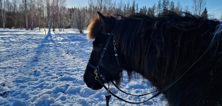 Séjour à cheval dans la neige, avec chiens de traîneau, ski et randonnée en Laponie suédoise - Caval&go