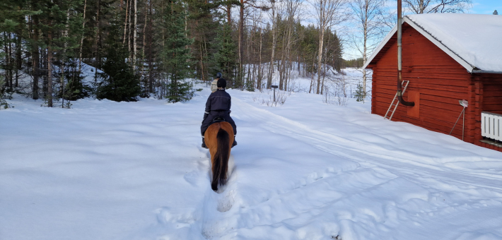 Séjour à cheval dans la neige, avec chiens de traîneau, ski et randonnée en Laponie suédoise - Caval&go