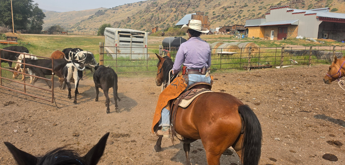 Immersion dans un ranch familial au Montana : Cheval & Natural Horsemanship - Caval&go
