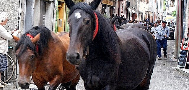Transhumance des chevaux Mérens dans les Pyrénées