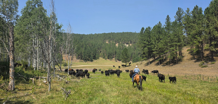 Séjour en Ranch aux USA dans la peau d’un Cowboy - Caval&go