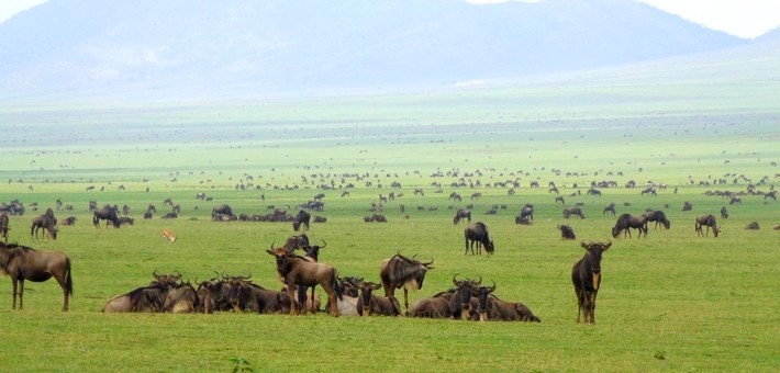La grande migration du Serengeti à cheval en Tanzanie - Caval&go