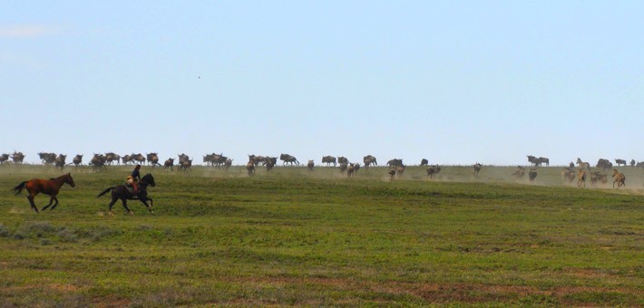 La grande migration du Serengeti à cheval en Tanzanie - Caval&go