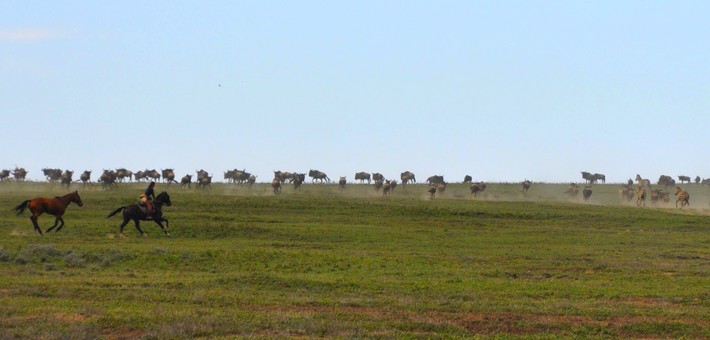La grande migration du Serengeti à cheval en Tanzanie - Caval&go