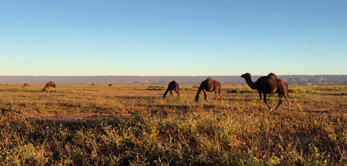 Randonnée à cheval dans le Sahara et les oasis sacrées - Caval&go
