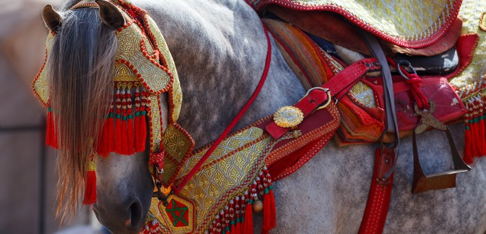 Au cœur du cheval Barbe-Arabe : Voyage exclusif au Maroc - randonnée et visites inédites - Caval&go