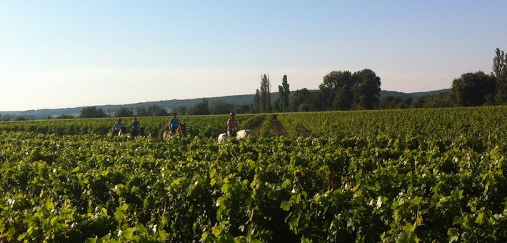 Randonnée équestre sur Chinon, entre vignobles et châteaux - Caval&go