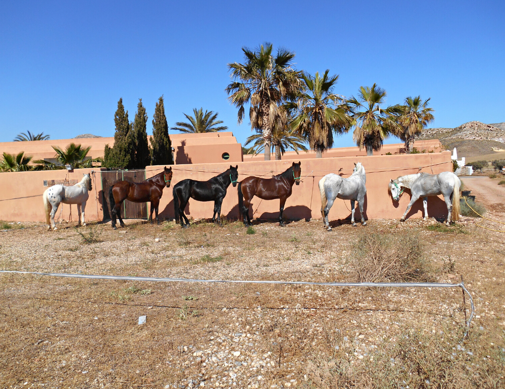 Séjour équestre en bord de mer et randonnée à cheval en Andalousie