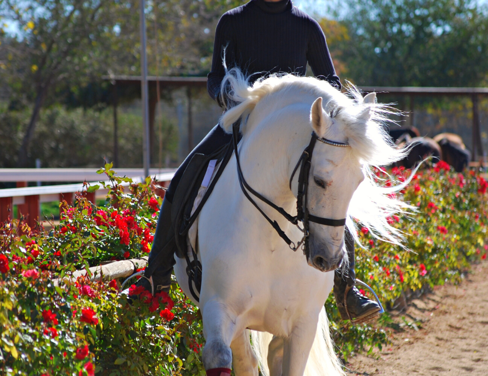 Stage de dressage ou randonnée équestre à Séville