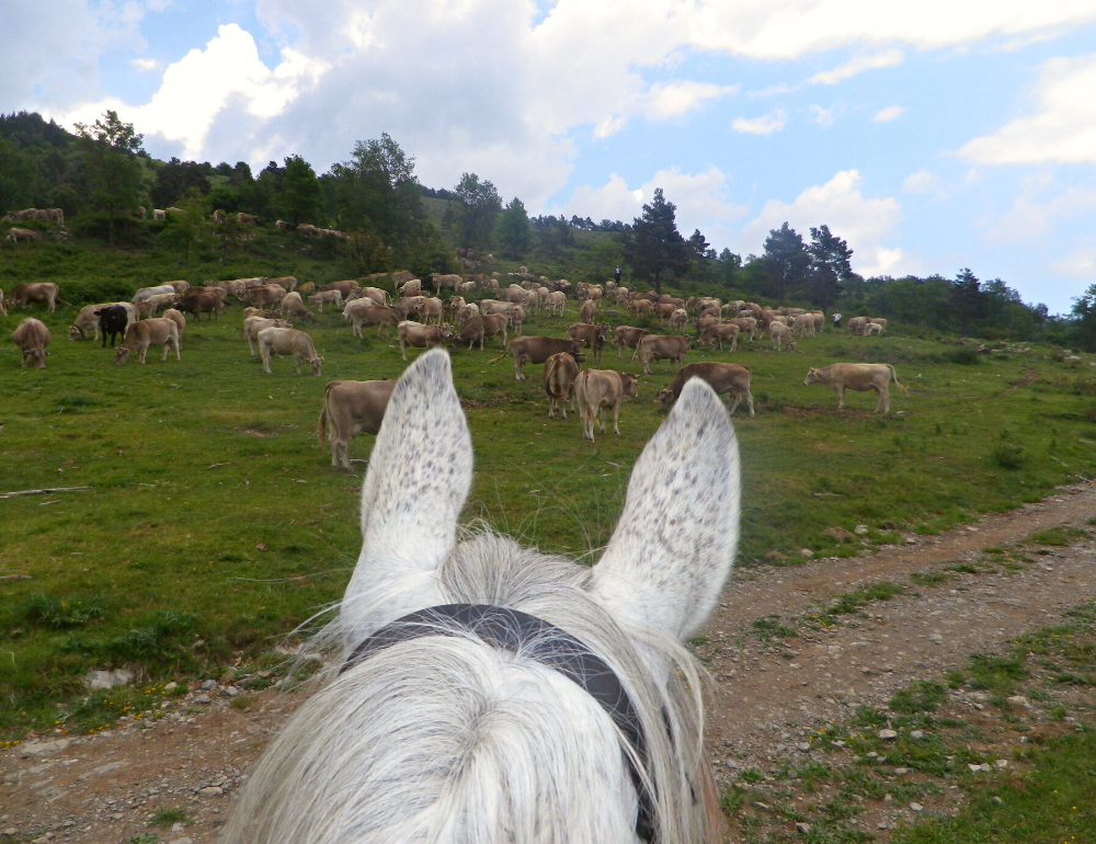 Voyage à cheval en Catalogne et transhumance du bétail 