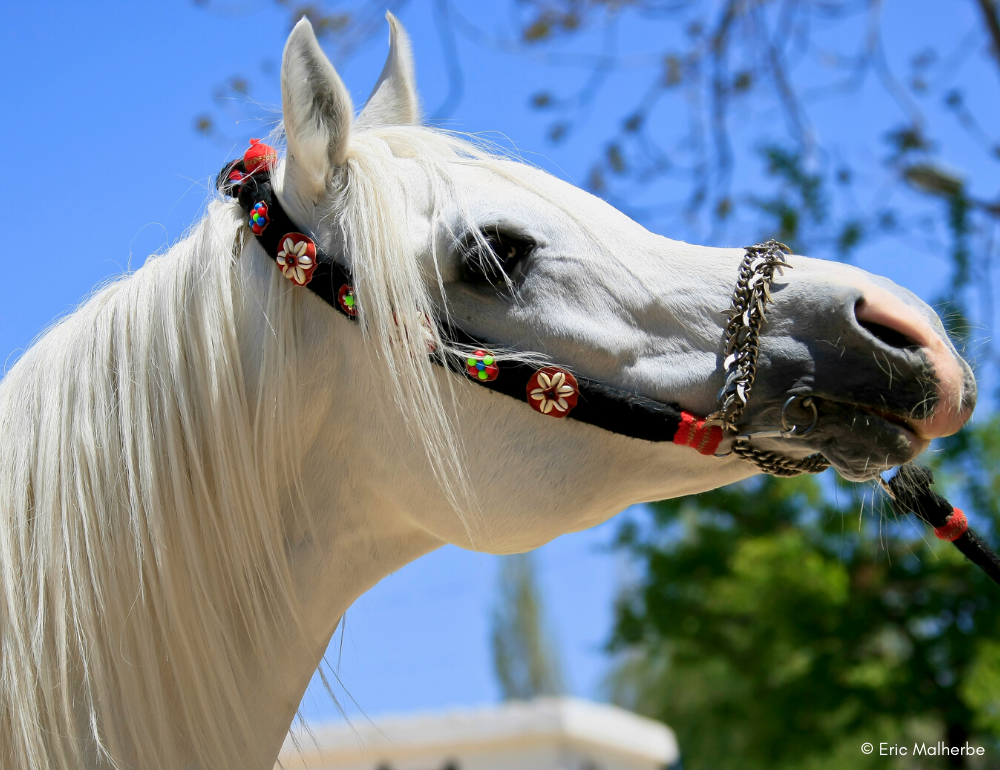 Voyage à cheval en Jordanie à la découverte des pur-sang arabes