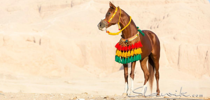 Randonnées à cheval en Egypte : Pyramides, Pharaons, Mer Rouge