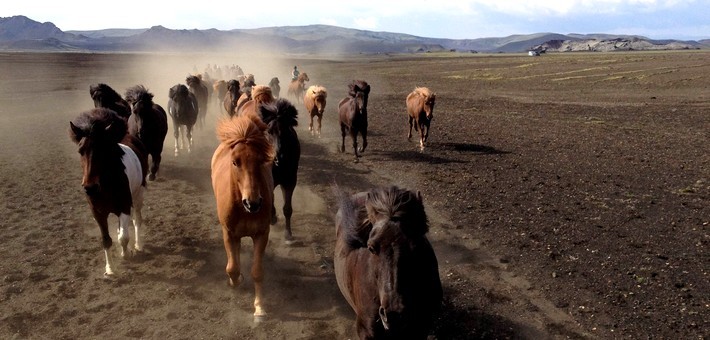 Randonnée équestre estivale en Islande autour de Mývatn