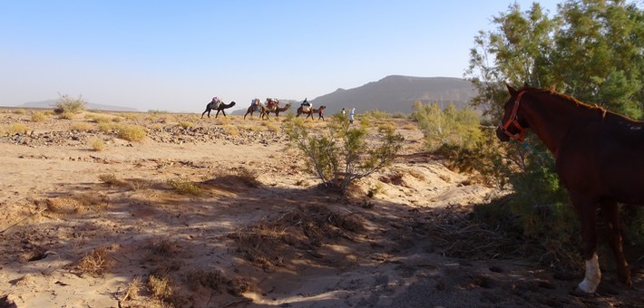 Rando à cheval au Maroc dans les jardins secrets du désert - Caval&go