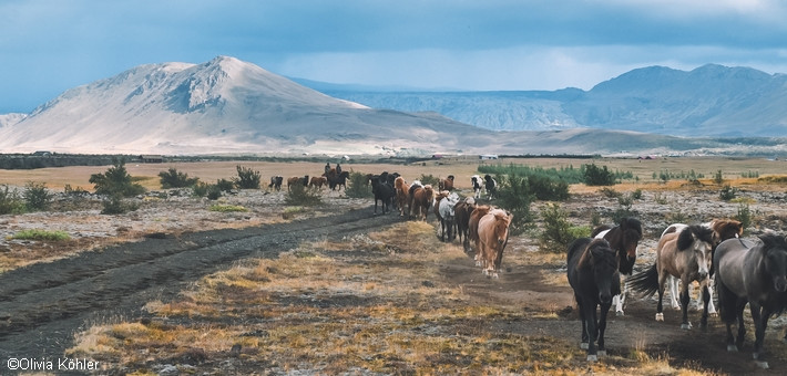 Randonnée à cheval en Islande - Les hautes terres du Landmannalaugar