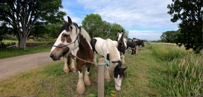 Randonnée à cheval au Mont-Saint-Michel - Adultes - Caval&go