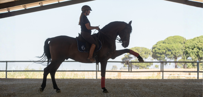 Stage prestige en dressage de haute école sur chevaux andalous à Séville - Caval&go