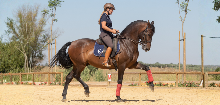 Stage prestige en dressage de haute école sur chevaux andalous à Séville - Caval&go