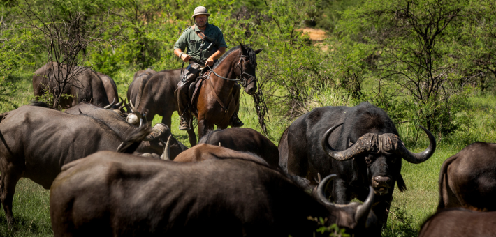 Safari à cheval à la découverte de deux réserves et observation des Big 5 en Afrique du Sud - Caval&go