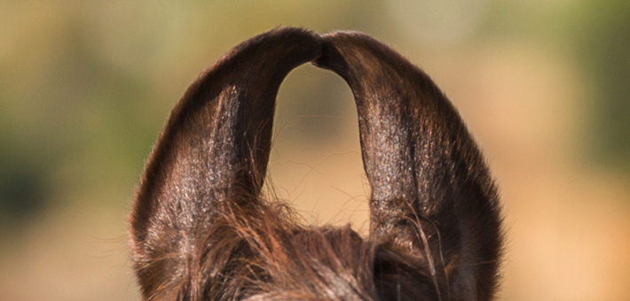 Randonnée à cheval dans le désert du Shekhawati en Inde - Caval&go