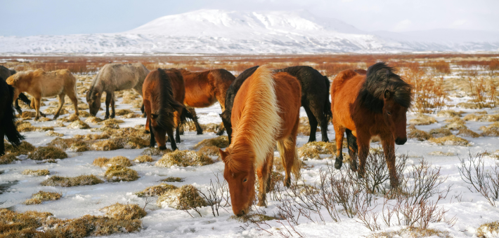 Chevauchée hivernale au cœur de la Mongolie nomade