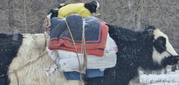 Chevauchée hivernale au cœur de la Mongolie nomade