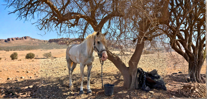 Chevauchée au Maroc, sur les traces des nomades berbères - Caval&go