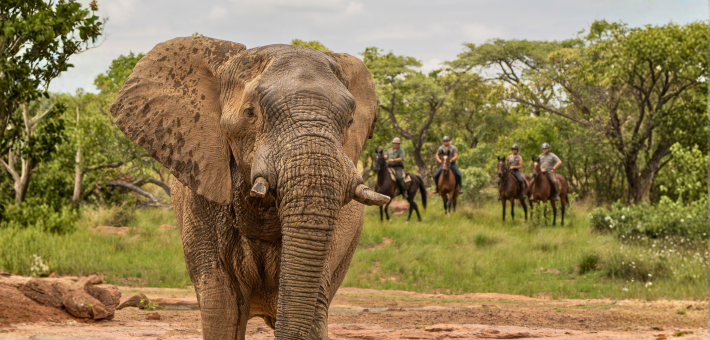 Safari à cheval à la découverte de deux réserves et observation des Big 5 en Afrique du Sud - Caval&go