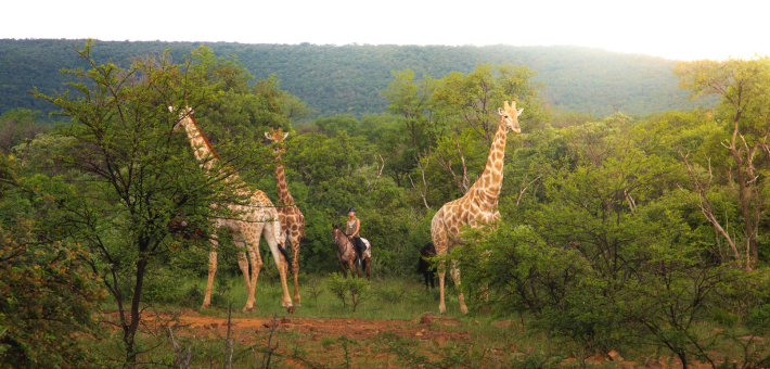 Safari à cheval à la découverte de deux réserves et observation des Big 5 en Afrique du Sud - Caval&go