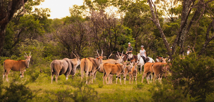 Safari à cheval à la découverte de deux réserves et observation des Big 5 en Afrique du Sud - Caval&go