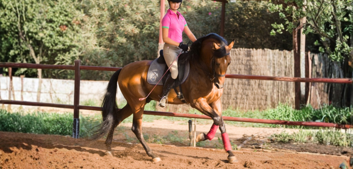 Stage prestige en dressage de haute école sur chevaux andalous à Séville - Caval&go