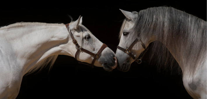 Stage prestige en dressage de haute école sur chevaux andalous à Séville - Caval&go