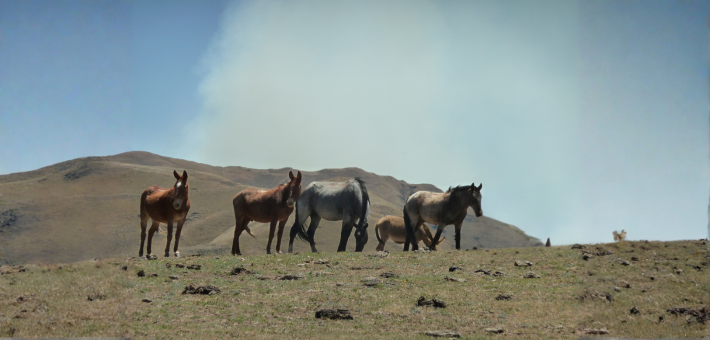 Randonnée à cheval en Argentine à Salta – Sur les chemins des Incas, version longue au cœur des Andes