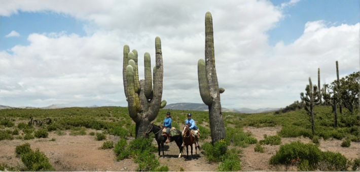 Randonnée à cheval en Argentine à Salta – Sur les chemins des Incas, version longue au cœur des Andes