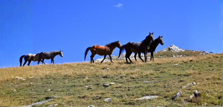 Randonnée équestre en Géorgie sur les sentiers de Touchétie - Caval&go