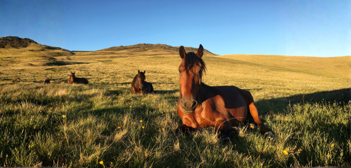 Randonnée équestre en Géorgie sur les sentiers de Touchétie accompagnée par Audrey - Caval&go