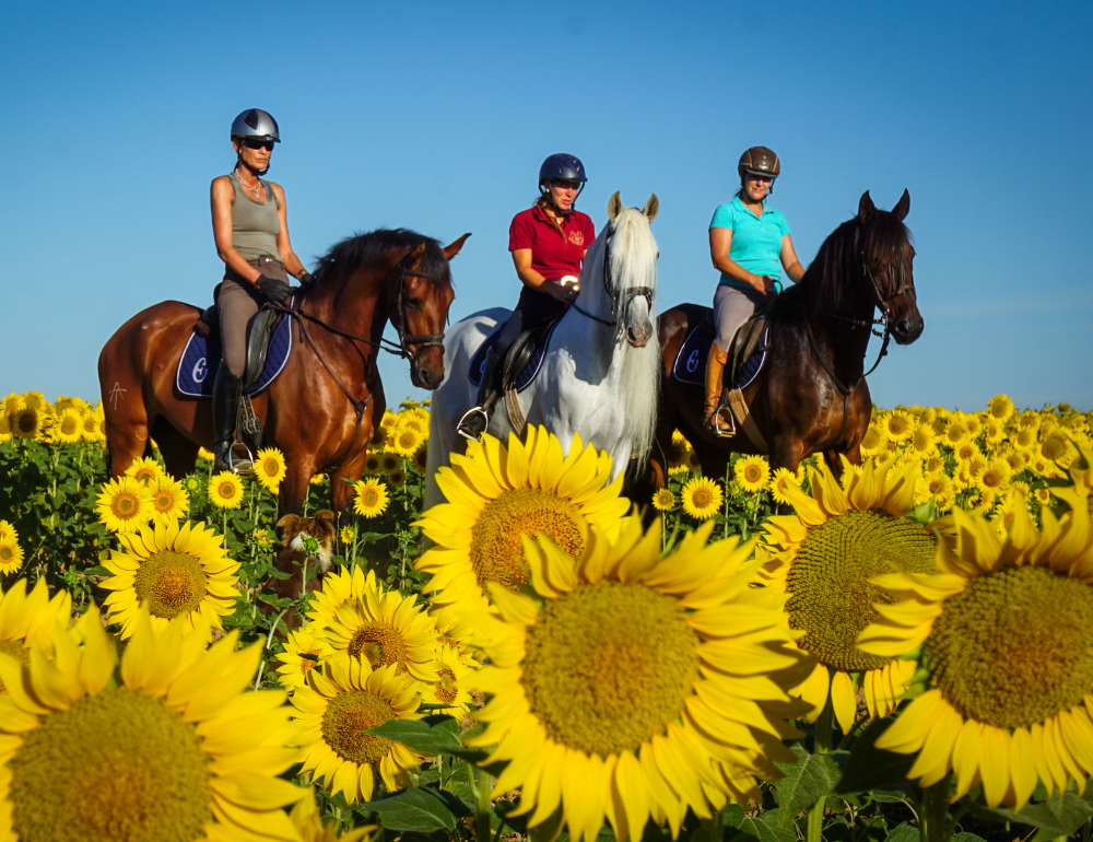 Randonnée équestre à Séville, entre balades et cours de dressage