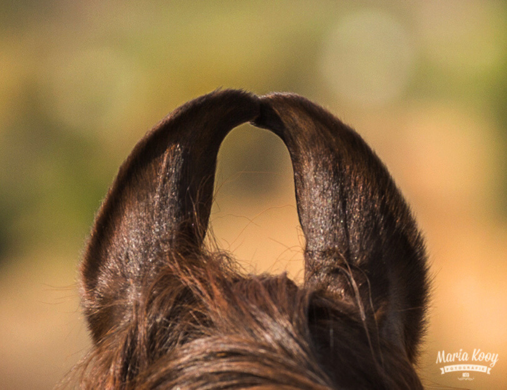 Randonnée à cheval dans le désert du Shekhawati en Inde 