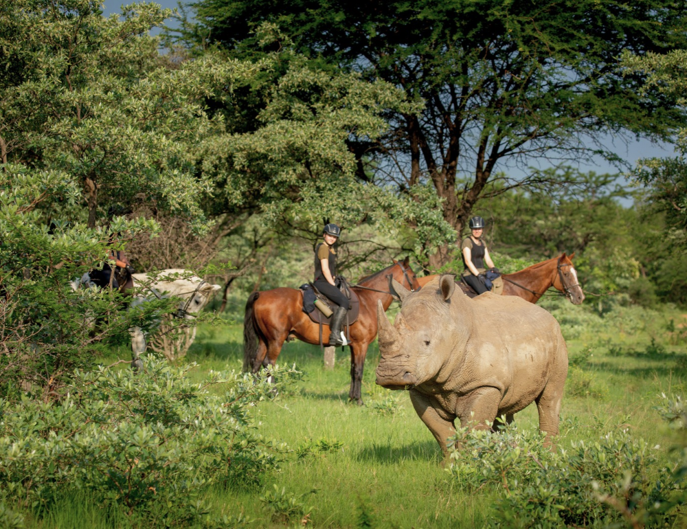 Safari à cheval à la découverte de deux réserves et observation des Big 5 en Afrique du Sud