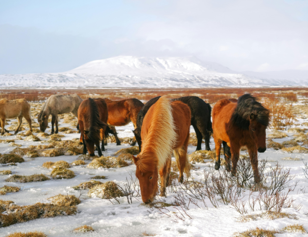 Chevauch&eacute;e hivernale au c&oelig;ur de la Mongolie nomade